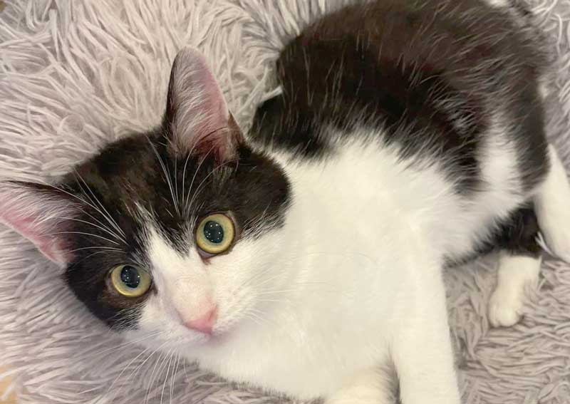 Carousel Slide 4: Feline veterinarians